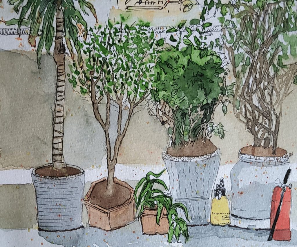 sketch, balcony, corn plant, the Japanese honeysuckle, the jasmine and the paper flower plant, osmanthus 