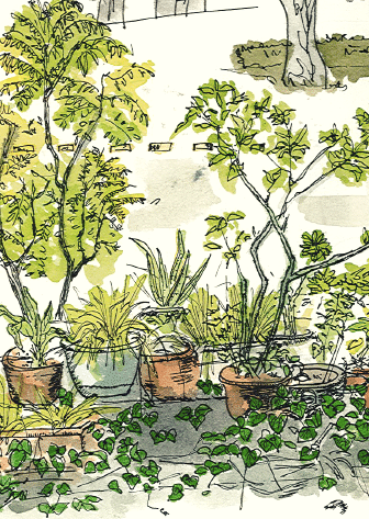 Singapore, HDB, plants 